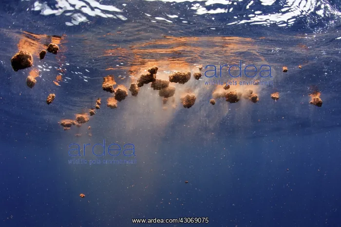  : This is blue whale feces, discharged by a whale