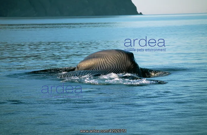 : BLUE WHALE - feeding : BLUE WHALE - feeding