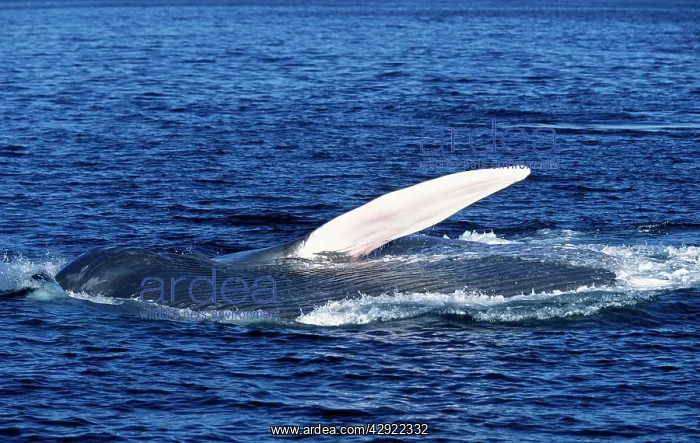 : Blue whale - Feeding: the whale is on its side : Blue whale - Feeding: the whale is on its side