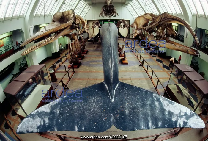 : Blue WHALE - model in the Hall of Whales : Blue WHALE - model in the Hall of Whales
