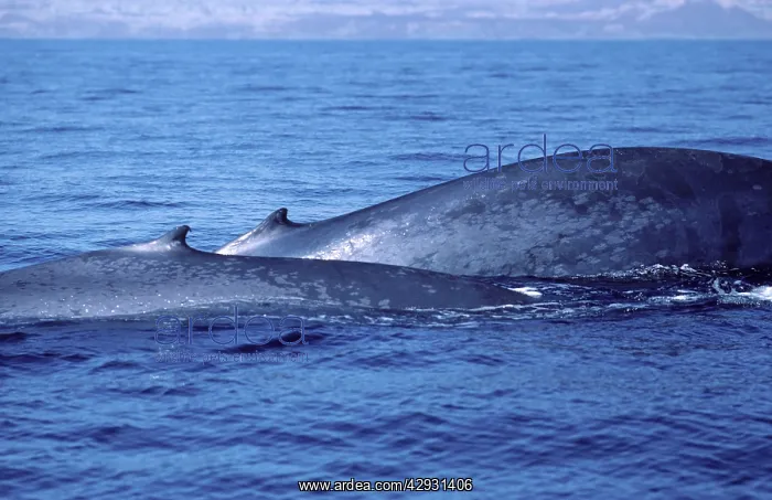 : Blue whale - Mother (background) and calf at the : Blue whale - Mother (background) and calf at the