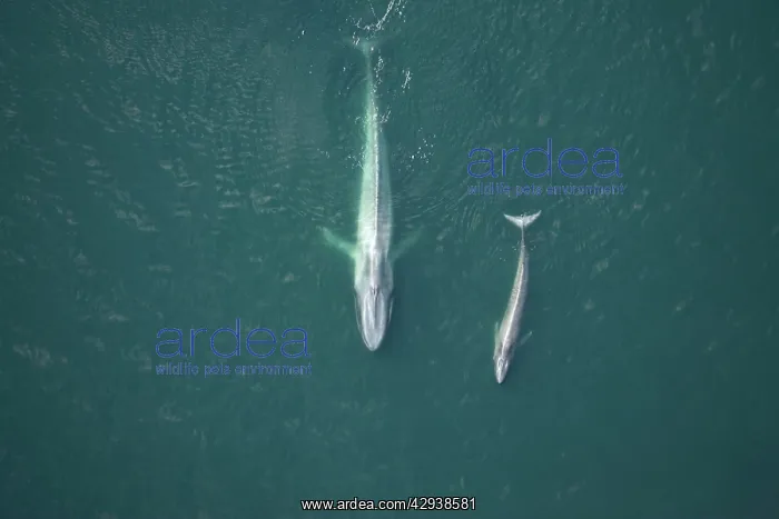: Blue Whale, mother and calf near surface : Blue Whale, mother and calf near surface
