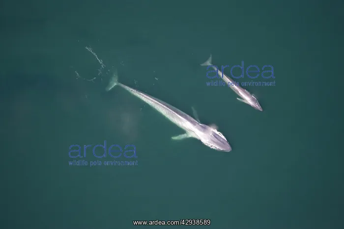 : Blue Whale, mother and calf near surface : Blue Whale, mother and calf near surface