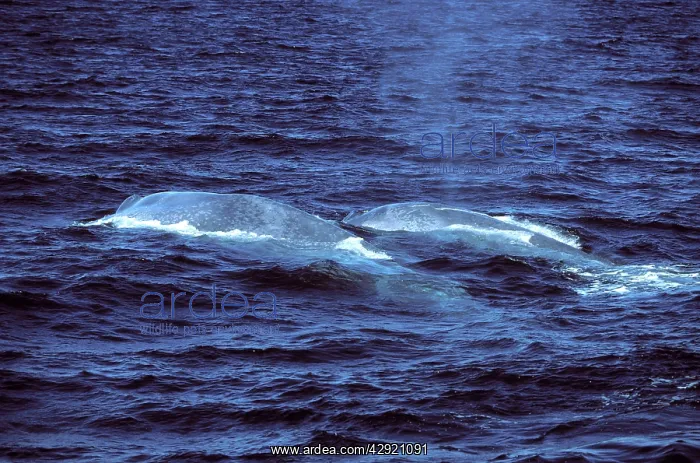 : Blue whale - Mother (foreground) with calf or juvenile : Blue whale - Mother (foreground) with calf or juvenile