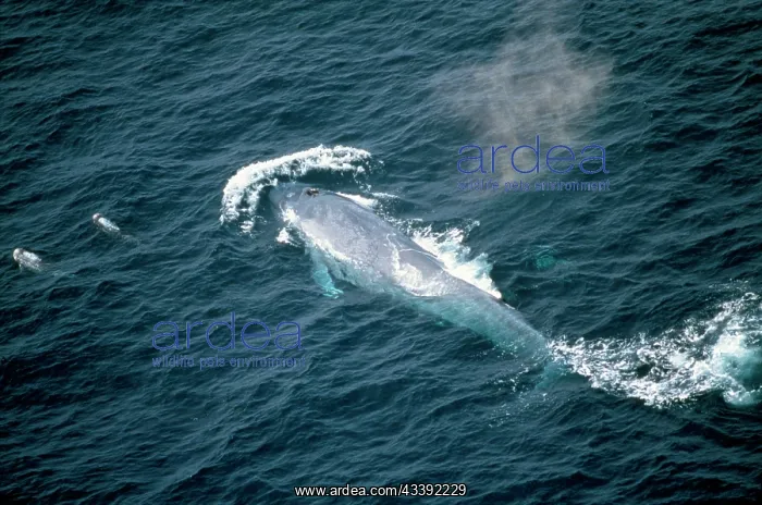 : Blue Whale - & Risso's Dolphin - Mexico : Blue Whale - & Risso's Dolphin - Mexico