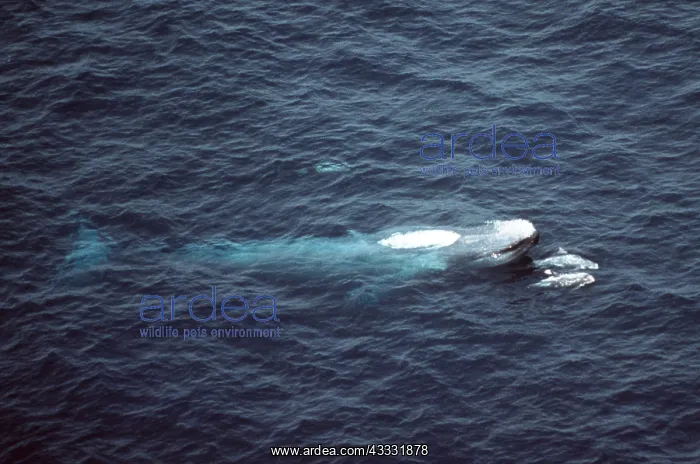 : Blue Whale - with two Risso's dolphins : Blue Whale - with two Risso's dolphins