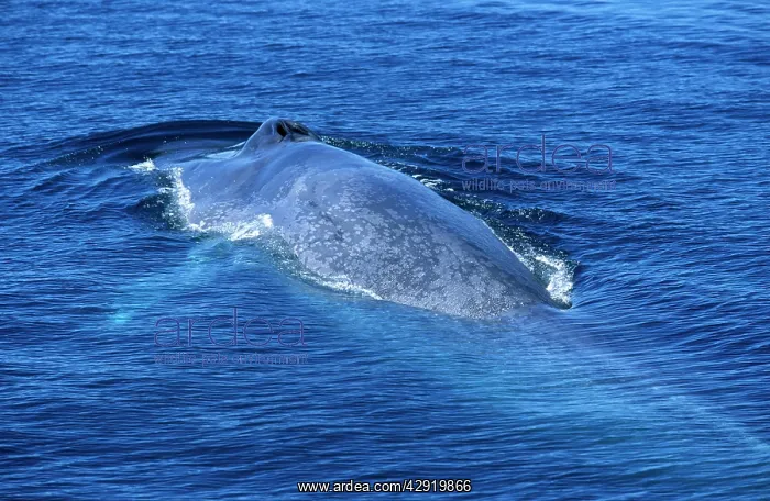 : BLUE WHALE - BACK SHOWING : BLUE WHALE - BACK SHOWING