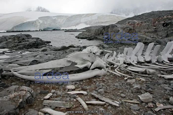 : Blue Whale Skeleton - next to the British base : Blue Whale Skeleton - next to the British base