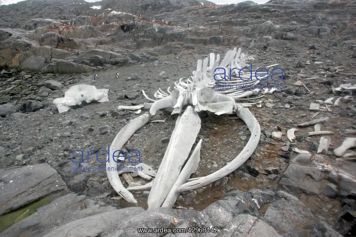 : Blue Whale Skeleton - next to the British base : Blue Whale Skeleton - next to the British base