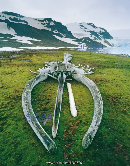 : Blue WHALE Skeleton - Reconstucted by J.Y.Cousteau : Blue WHALE Skeleton - Reconstucted by J.Y.Cousteau