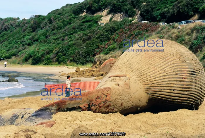 : Blue Whale - stranded on beach : Blue Whale - stranded on beach