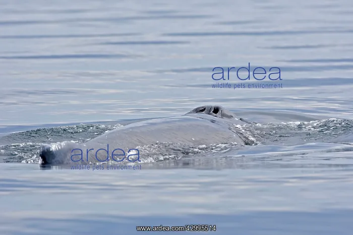 : Blue Whale - surfacing : Blue Whale - surfacing