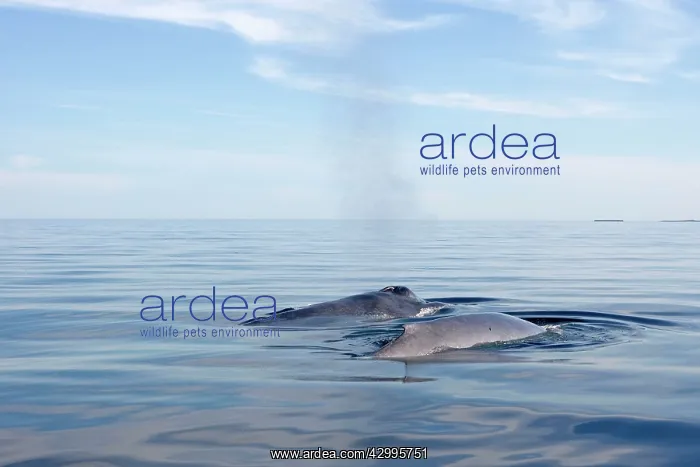 : Blue Whale - surfacing : Blue Whale - surfacing