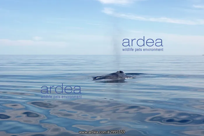 : Blue Whale - surfacing : Blue Whale - surfacing