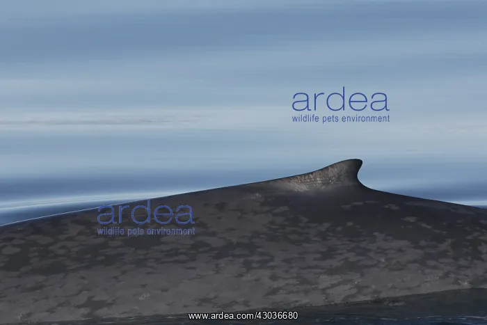 : Blue Whale - swimming at the surfacel - Svalbard, Norway : Blue Whale - swimming at the surfacel - Svalbard, Norway