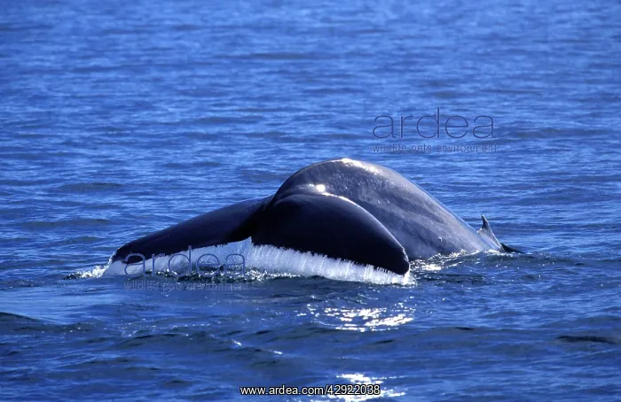 : BLUE WHALE - tail : BLUE WHALE - tail