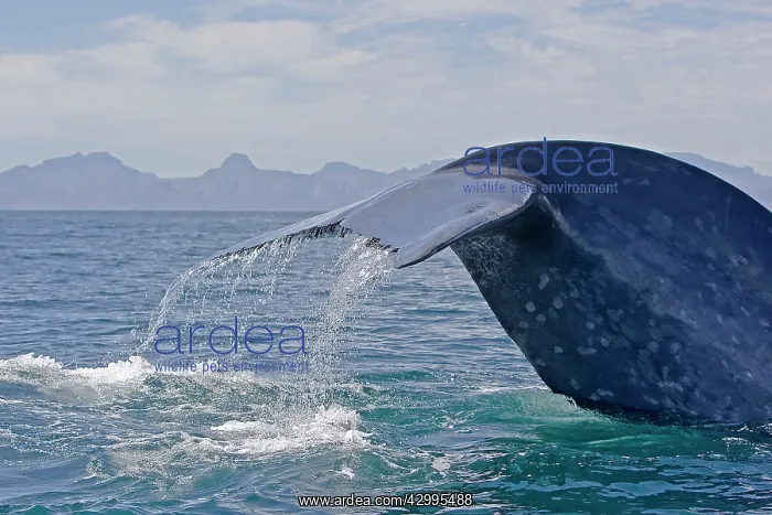 : Blue Whale - tail : Blue Whale - tail