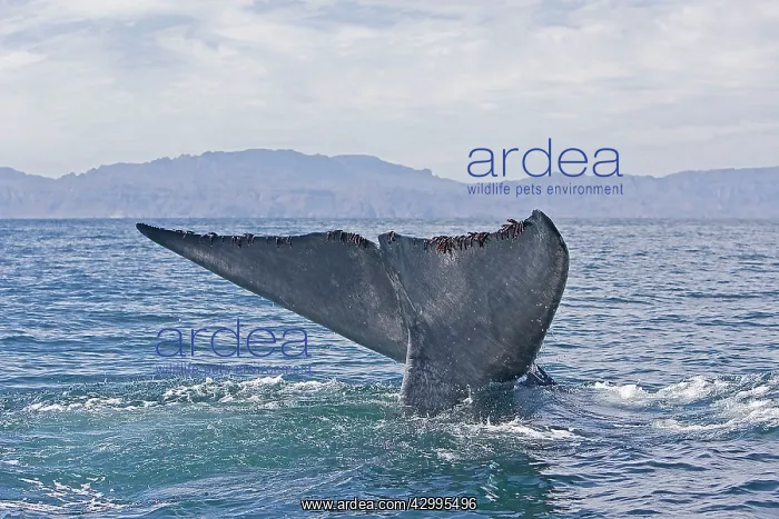 : Blue Whale - tail : Blue Whale - tail