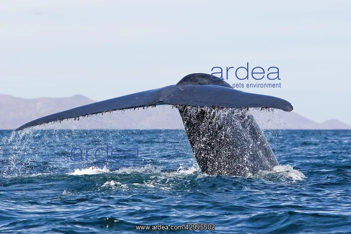 : Blue Whale - tail : Blue Whale - tail