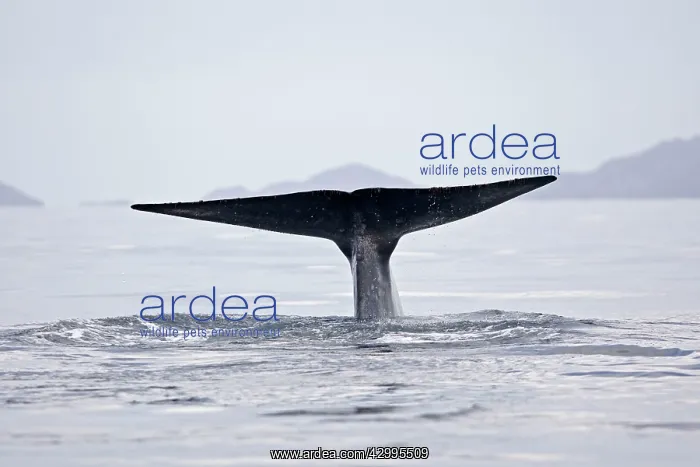 : Blue Whale - tail : Blue Whale - tail