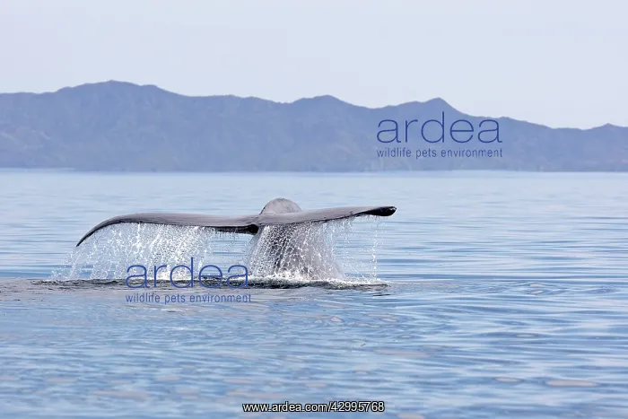 : Blue Whale - tail : Blue Whale - tail