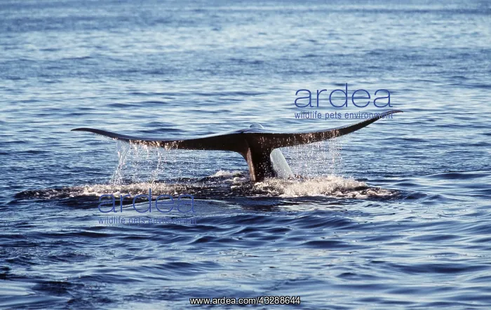 : BLUE WHALE - tail : BLUE WHALE - tail