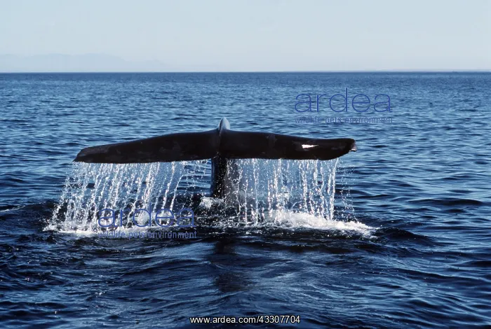  : BLUE WHALE - tail