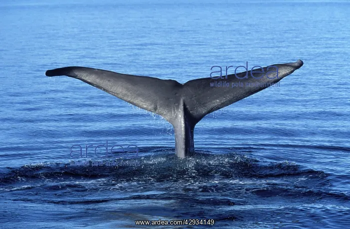 : Blue whale - tail flukes : Blue whale - tail flukes