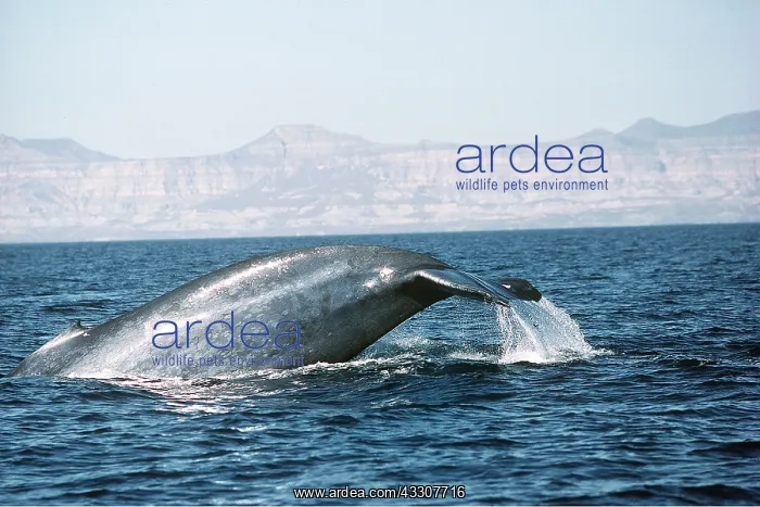 : BLUE WHALE - tail out of water : BLUE WHALE - tail out of water