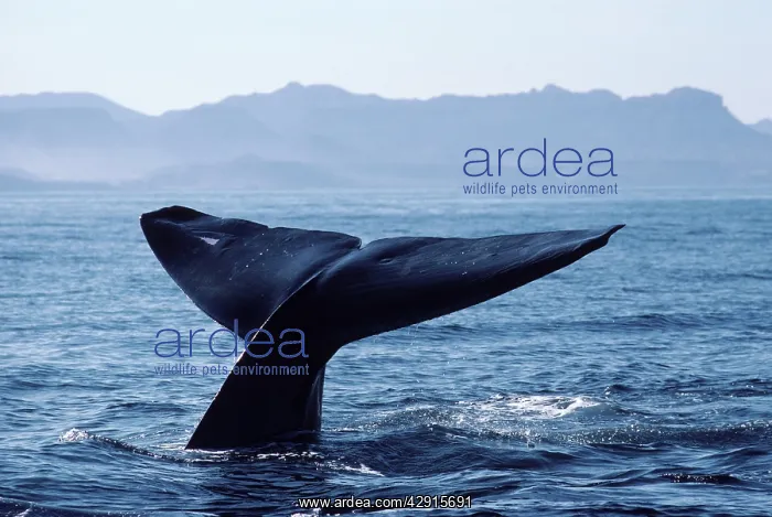 : Blue whale - The tips of the flukes of this whale : Blue whale - The tips of the flukes of this whale