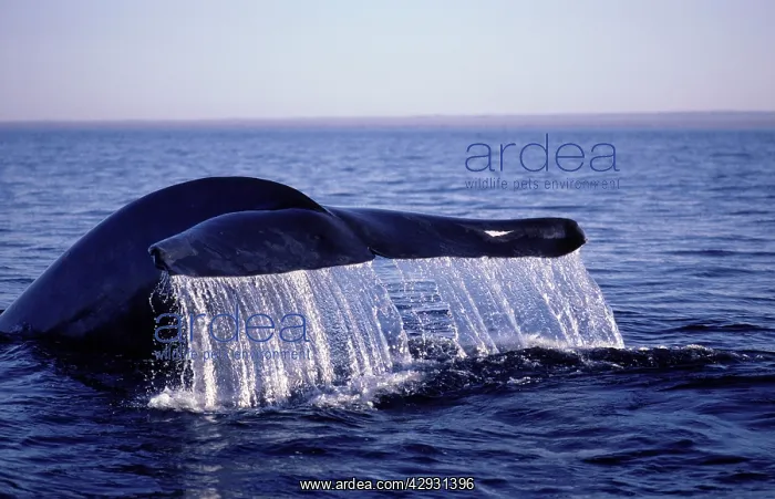 : Blue whale - The tips of the flukes of this whale : Blue whale - The tips of the flukes of this whale