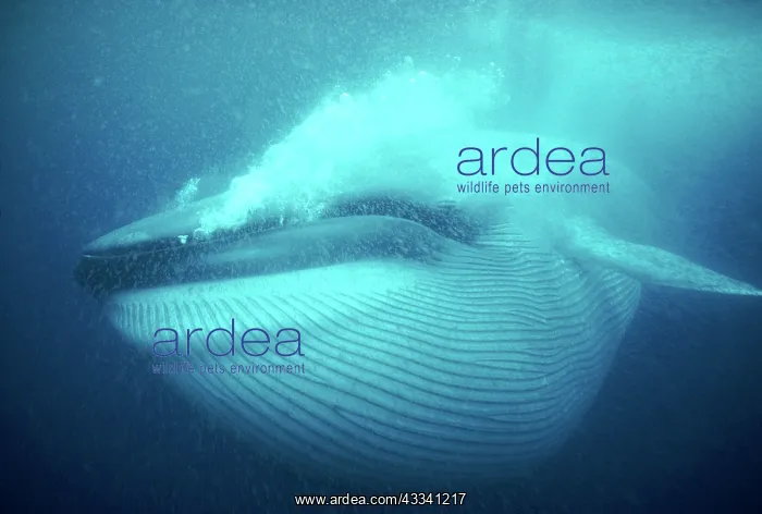 : Blue WHALE - underwater, gulp feeding with full pleats : Blue WHALE - underwater, gulp feeding with full pleats