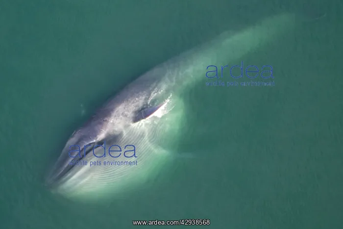 : Blue Whale - this whale has been gathering food : Blue Whale - this whale has been gathering food