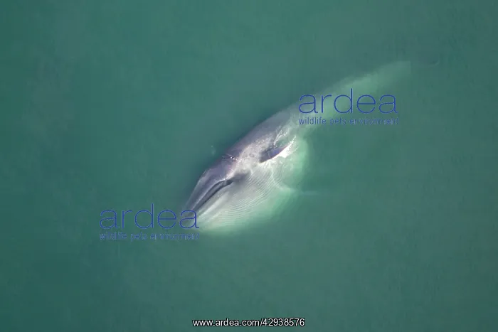 : Blue Whale - this whale has been gathering food : Blue Whale - this whale has been gathering food