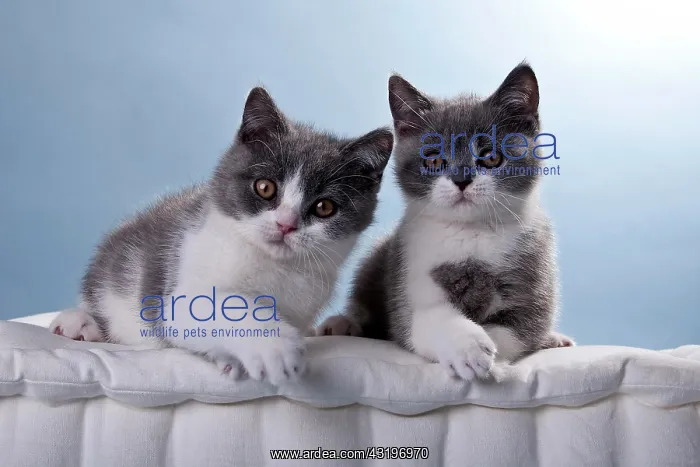 : Two blue and white British Shorthair kittens : Two blue and white British Shorthair kittens
