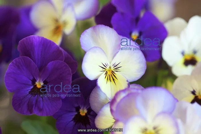 : Viola. Blue and white flowers of Viola Sorbet Ocean Breeze : Viola. Blue and white flowers of Viola Sorbet Ocean Breeze
