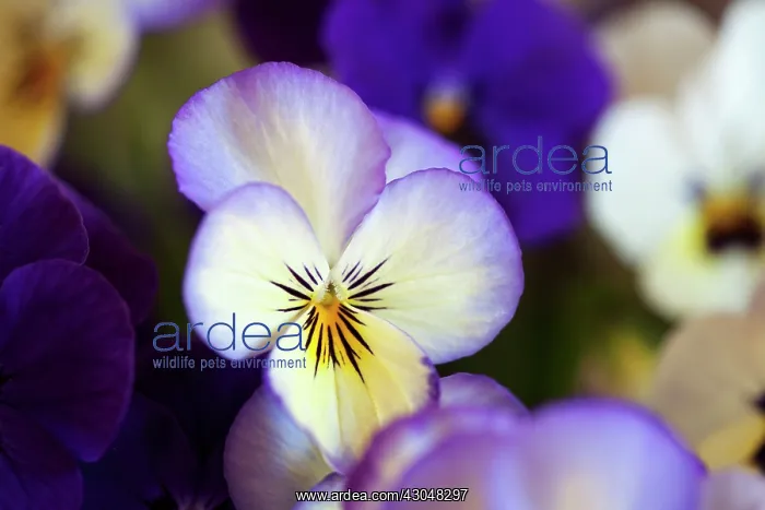 : Viola. Blue and white flowers of Viola Sorbet Ocean Breeze : Viola. Blue and white flowers of Viola Sorbet Ocean Breeze