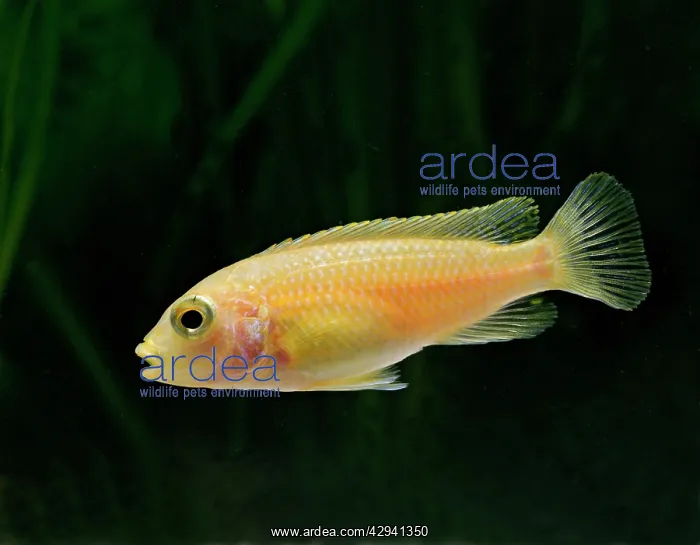  : Blue white labido - side view, tropical freshwater