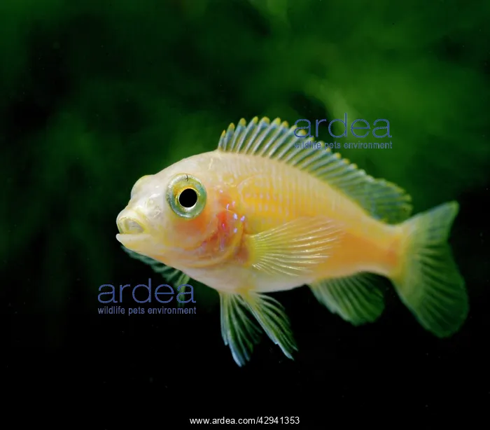 : Blue White Labido - side view, tropical freshwater : Blue White Labido - side view, tropical freshwater