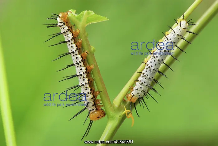 : Blue and White Longwing Caterpillar / Grinning : Blue and White Longwing Caterpillar / Grinning