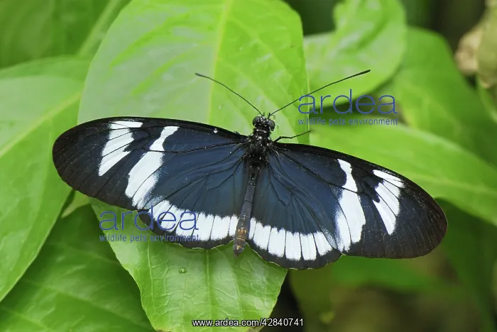  : Blue and White Longwing  /  Grinning Heliconian Butterfly