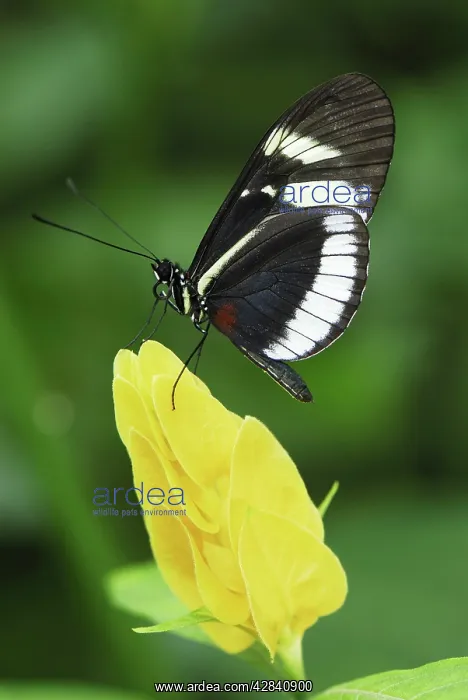  : Blue and White Longwing  /  Grinning Heliconian Butterfly