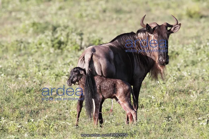 : Blue Wildebeest : Blue Wildebeest