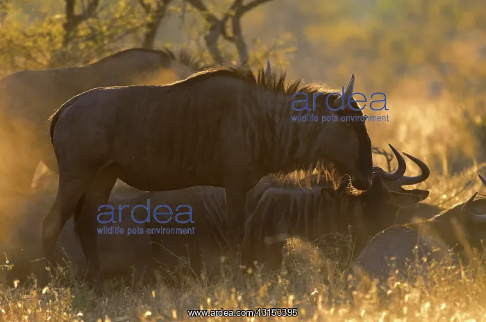 : Blue Wildebeest : Blue Wildebeest