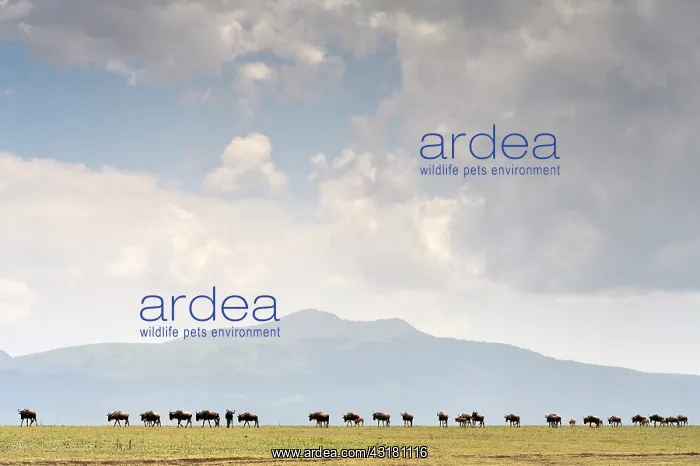 : Blue wildebeest : Blue wildebeest