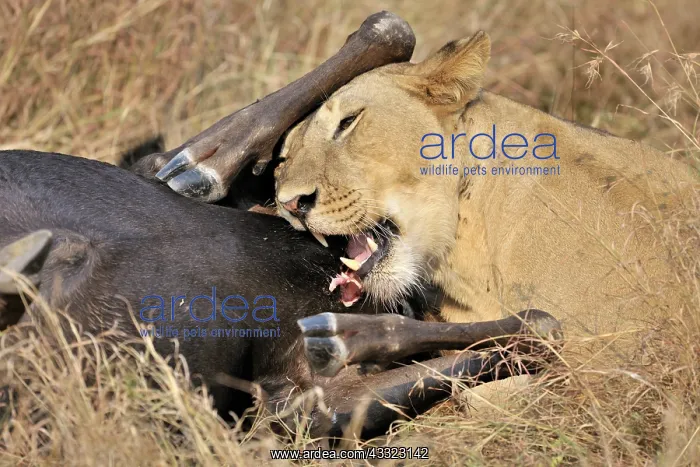 : Blue Wildebeest : Blue Wildebeest