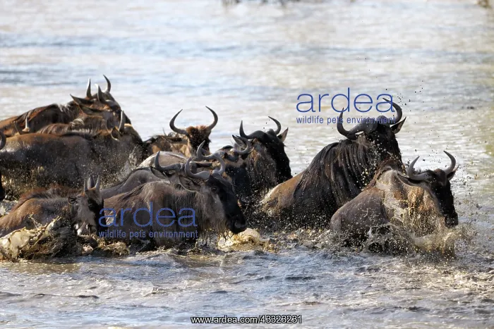 : Blue Wildebeest : Blue Wildebeest
