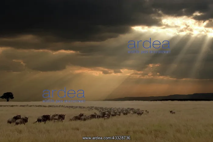 : Blue Wildebeest : Blue Wildebeest