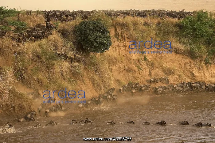 : Blue Wildebeest : Blue Wildebeest
