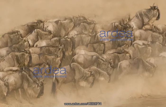 : Blue Wildebeest : Blue Wildebeest